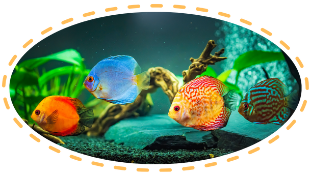 acquariologia napoli