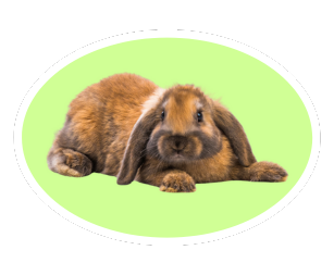 piccoli animali