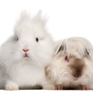 piccoli animali