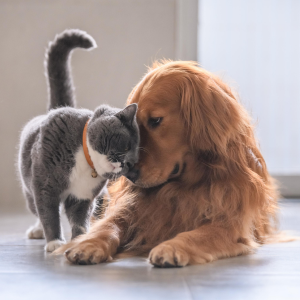 cani e gatti
