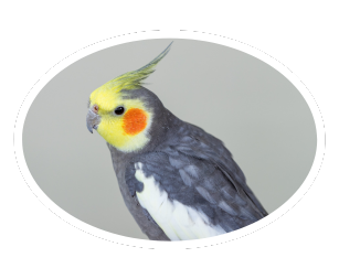 uccelli