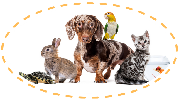 pet shop napoli